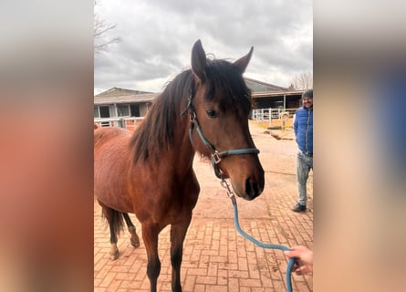 German Riding Pony, Mare, 2 years, 14.2 hh, Brown