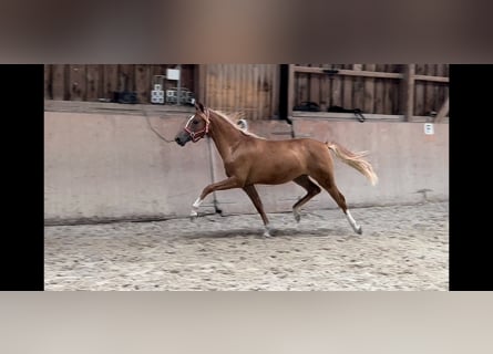 German Riding Pony, Mare, 2 years, 14.2 hh, Chestnut-Red