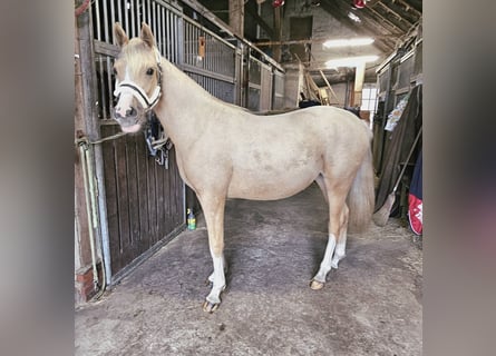 German Riding Pony, Mare, 2 years, 14.2 hh, Palomino