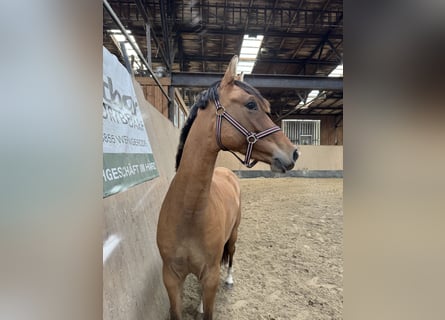 German Riding Pony, Mare, 2 years, 14.3 hh, Buckskin