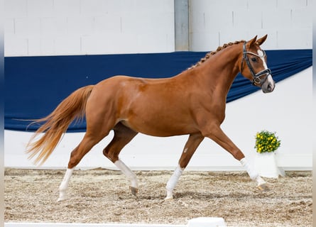 German Riding Pony, Mare, 2 years, 14 hh, Chestnut-Red