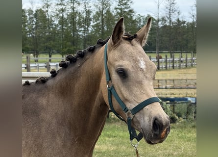 German Riding Pony, Mare, 2 years, 14,1 hh, Buckskin