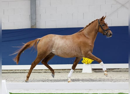 German Riding Pony, Mare, 2 years, 14,1 hh, Chestnut-Red
