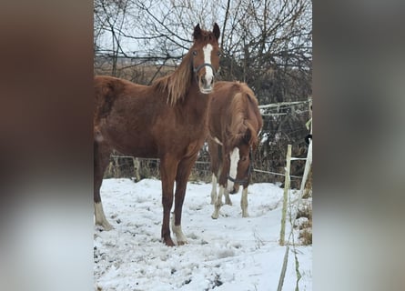 German Riding Pony, Mare, 2 years, Chestnut-Red