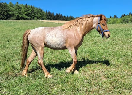 German Riding Pony, Mare, 3 years, 12.1 hh, Roan-Red