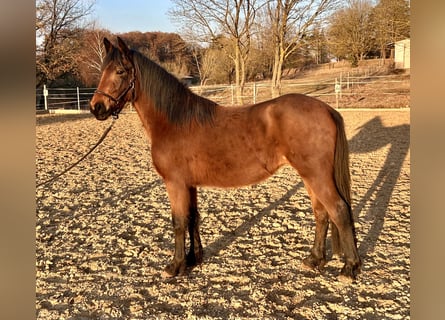 German Riding Pony Mix, Mare, 3 years, 13.2 hh, Brown