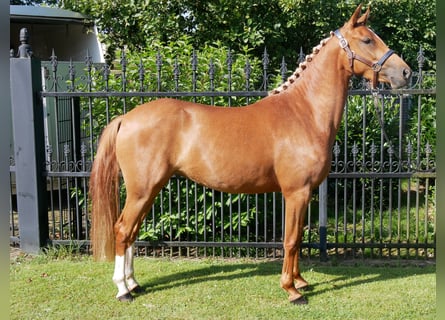 German Riding Pony, Mare, 3 years, 13,3 hh, Chestnut-Red