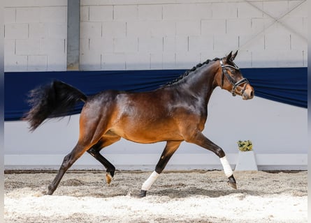 German Riding Pony, Mare, 3 years, 13,3 hh, Brown