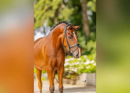 German Riding Pony, Mare, 3 years, 14.1 hh, Brown