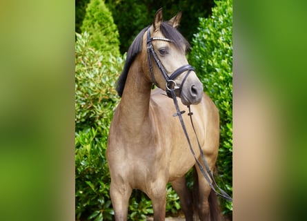 German Riding Pony, Mare, 3 years, 14.1 hh, Buckskin