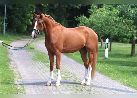 German Riding Pony, Mare, 3 years, 14.1 hh, Chestnut-Red