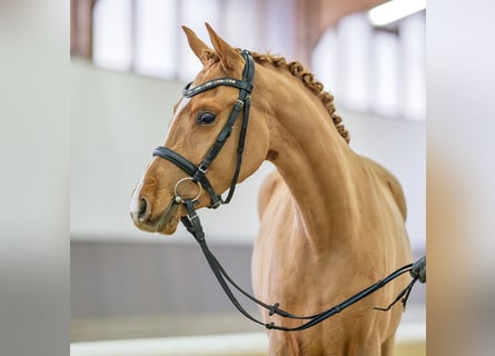 German Riding Pony, Mare, 3 years, 14,1 hh, Chestnut-Red