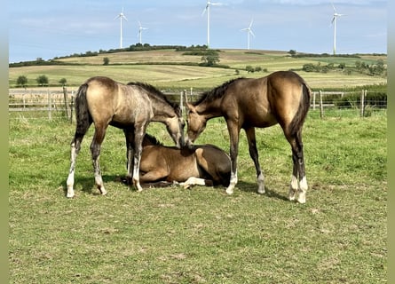 German Riding Pony, Mare, 3 years, 14,1 hh