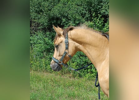 German Riding Pony, Mare, 3 years, 14.1 hh, Dun