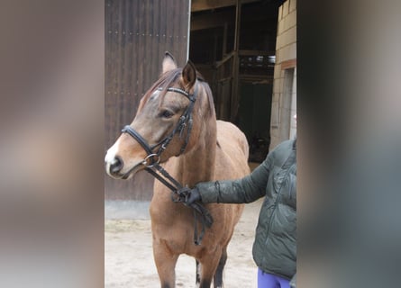 German Riding Pony, Mare, 3 years, 14,1 hh, Dun