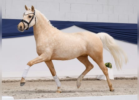 German Riding Pony, Mare, 3 years, 14.1 hh, Palomino