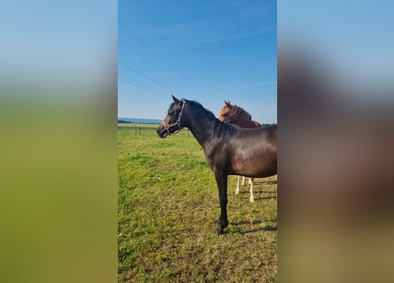 German Riding Pony, Mare, 3 years, 14,1 hh, Smoky-Black