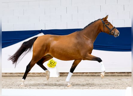 German Riding Pony, Mare, 3 years, 14.2 hh, Brown