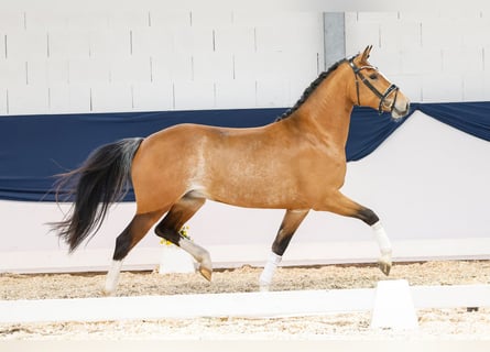 German Riding Pony, Mare, 3 years, 14.2 hh, Brown