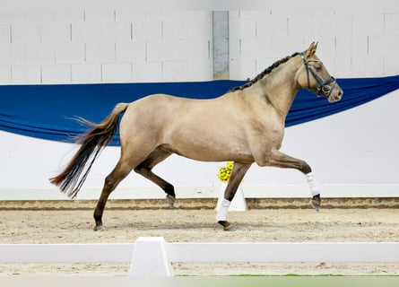 German Riding Pony, Mare, 3 years, 14.2 hh, Buckskin