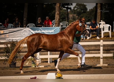 German Riding Pony, Mare, 3 years, 14,2 hh, Chestnut