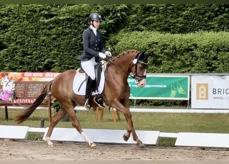 German Riding Pony, Mare, 3 years, 14,2 hh, Chestnut