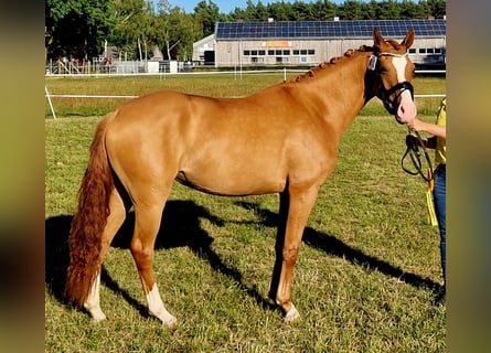 German Riding Pony, Mare, 3 years, 14.2 hh, Chestnut-Red