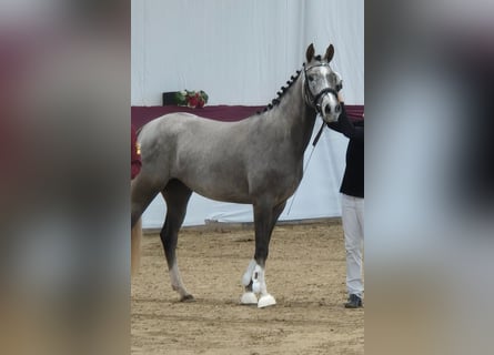 German Riding Pony, Mare, 3 years, 14.2 hh, Gray
