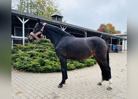 German Riding Pony, Mare, 3 years, 14 hh, Bay-Dark