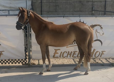 German Riding Pony, Mare, 3 years, 14 hh, Chestnut-Red
