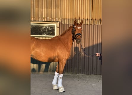 German Riding Pony, Mare, 3 years, 14 hh, Chestnut