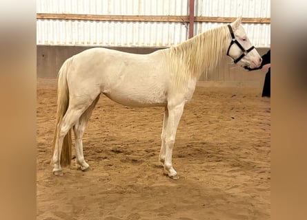 German Riding Pony, Mare, 3 years, 14 hh, Cremello