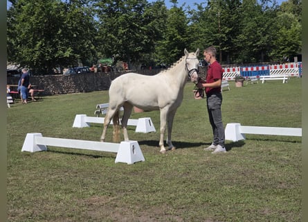 German Riding Pony, Mare, 3 years, 14 hh, Cremello