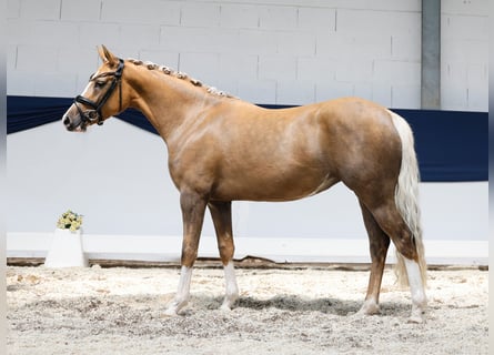 German Riding Pony, Mare, 3 years, 14 hh, Palomino