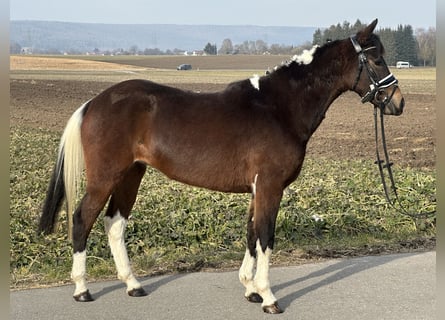 German Riding Pony Mix, Mare, 3 years, 14 hh, Pinto