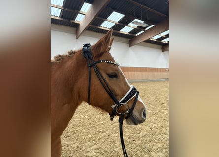 German Riding Pony, Mare, 3 years, 14 hh, Red Dun