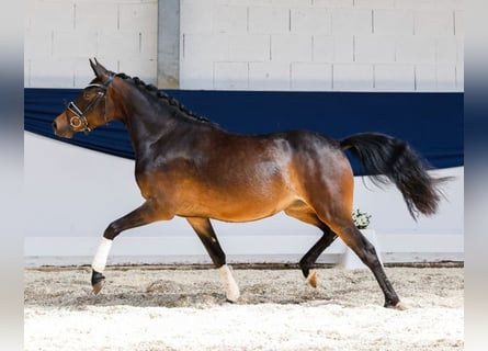 German Riding Pony, Mare, 3 years, 14,1 hh, Brown