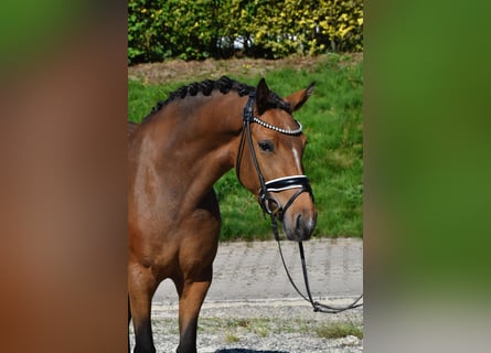 German Riding Pony, Mare, 3 years, 14,1 hh, Buckskin