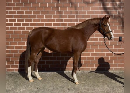 German Riding Pony, Mare, 3 years, 14,1 hh, Chestnut-Red