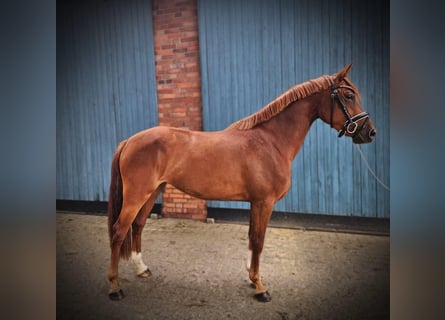 German Riding Pony, Mare, 3 years, 14,1 hh, Chestnut-Red