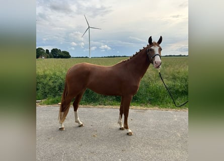 German Riding Pony, Mare, 3 years, 14,1 hh, Chestnut-Red
