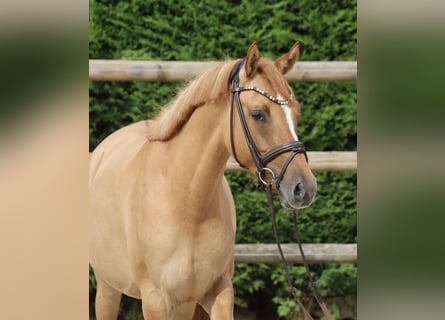 German Riding Pony, Mare, 3 years, 14,1 hh, Chestnut-Red