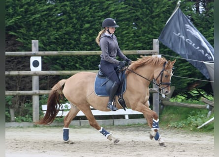 German Riding Pony, Mare, 3 years, 14,1 hh, Chestnut-Red