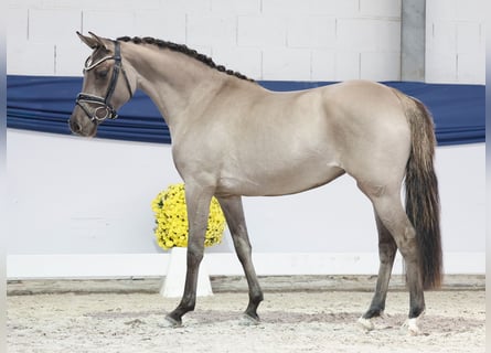 German Riding Pony, Mare, 3 years, 14,1 hh, Dun