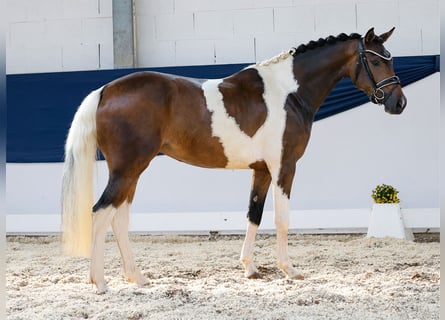 German Riding Pony, Mare, 3 years, 14,1 hh, Pinto