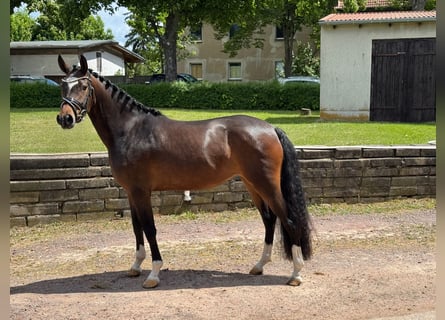 German Riding Pony, Mare, 3 years, 14,2 hh, Brown