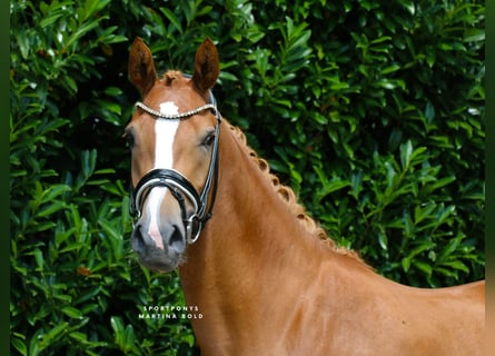 German Riding Pony, Mare, 3 years, 14,2 hh, Chestnut-Red