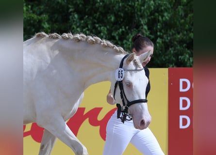 German Riding Pony, Mare, 3 years, 14,2 hh, Perlino