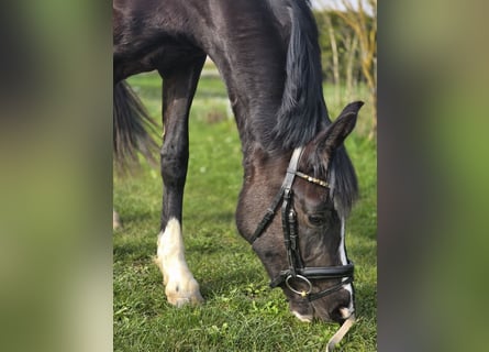 German Riding Pony, Mare, 3 years, 14,2 hh, Smoky-Black