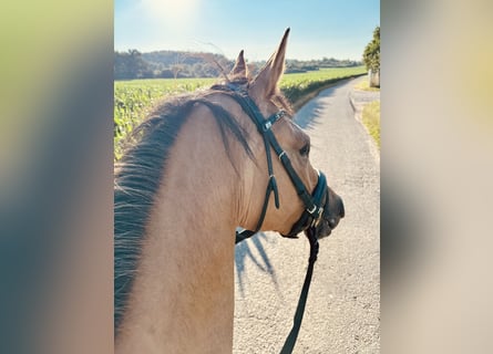 German Riding Pony, Mare, 3 years, 14,3 hh, Dun